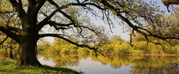 About Berkeley Albany Therapist Stephen Vernon MFT About Berkeley Albany Therapist Stephen Vernon MFT